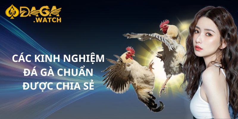 Các kinh nghiệm đá gà chuẩn được chia sẻ