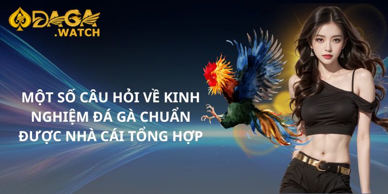 Một số câu hỏi về kinh nghiệm đá gà chuẩn được nhà cái tổng hợp